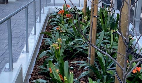 planter box